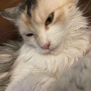 Meet your Posher, Lucy